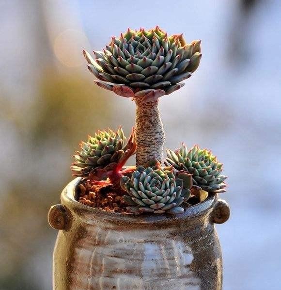 红稚莲多肉徒长除了砍头还能怎样,多肉徒长了砍成光杆还能发芽吗