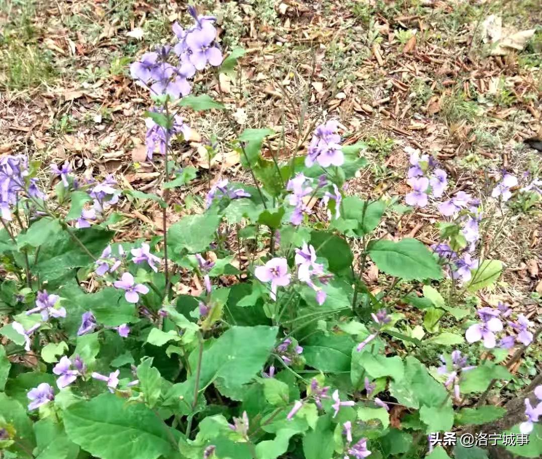 洛阳洛宁张便玲——清明游洛宁滨河公园