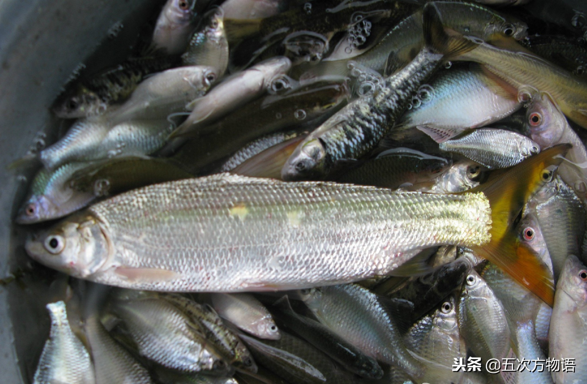 菜市场水产淡水鱼图片,菜市场常见的鱼图片大全