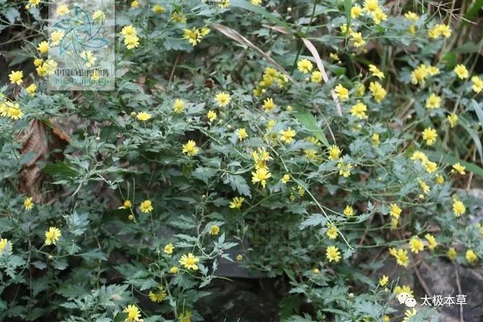 野菊花对咽喉肿痛有用吗,野菊花有清肝明目吗