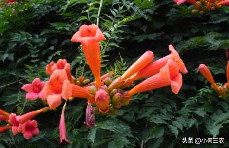 小红花移栽的方法,红花倒水莲种植