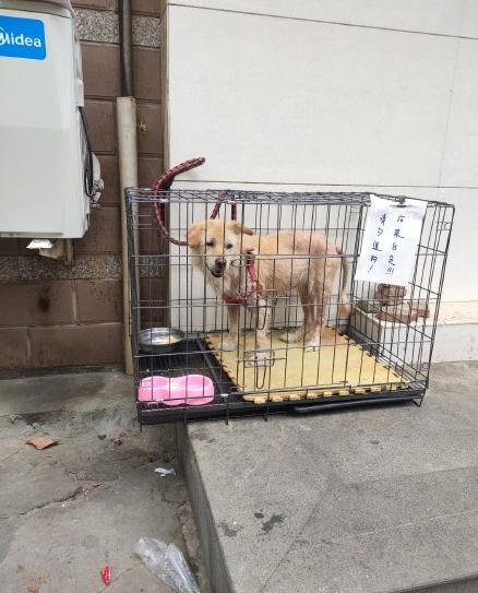 天热了！金毛突发皮肤病，开启“联动应急”系统