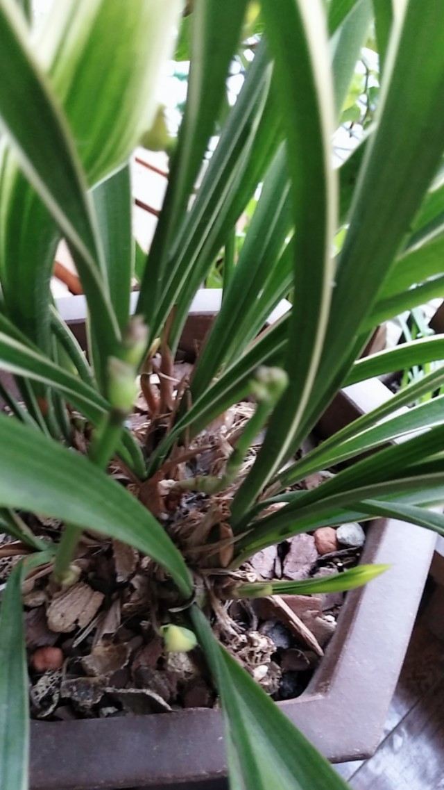 鍏拌姳鍚嶅搧鑺卞墤澶у叏,鍏拌姳鑺卞墤鍑虹幇鑺辫娊