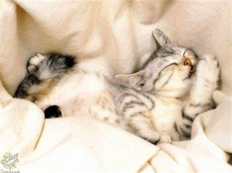 猫咪的交配过程，对于母猫来说，其实是一种痛苦的折磨