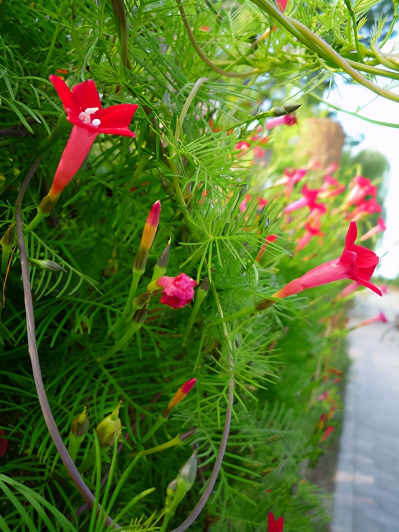 养爬藤花,养爬藤植物对风水好吗