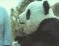 摄影作品点评差,熊猫摄影评分