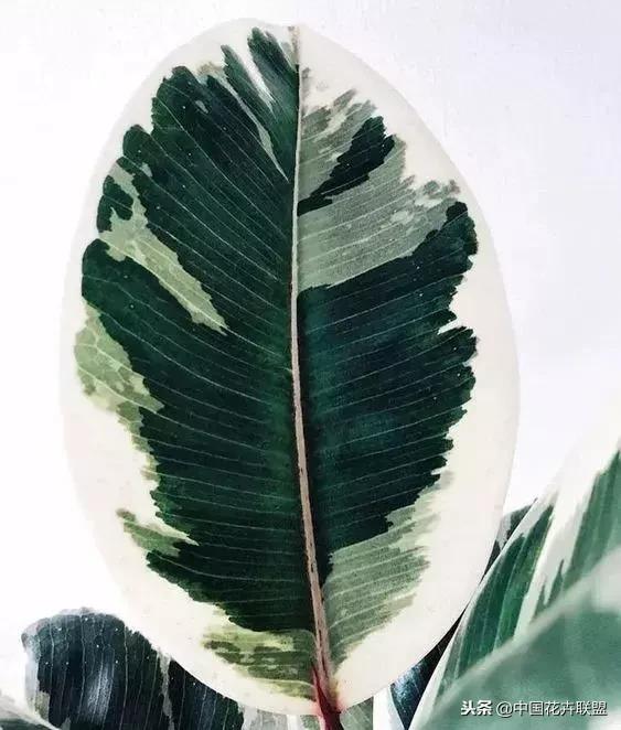 打翻了调色盘的花,打翻了调色盘的美景