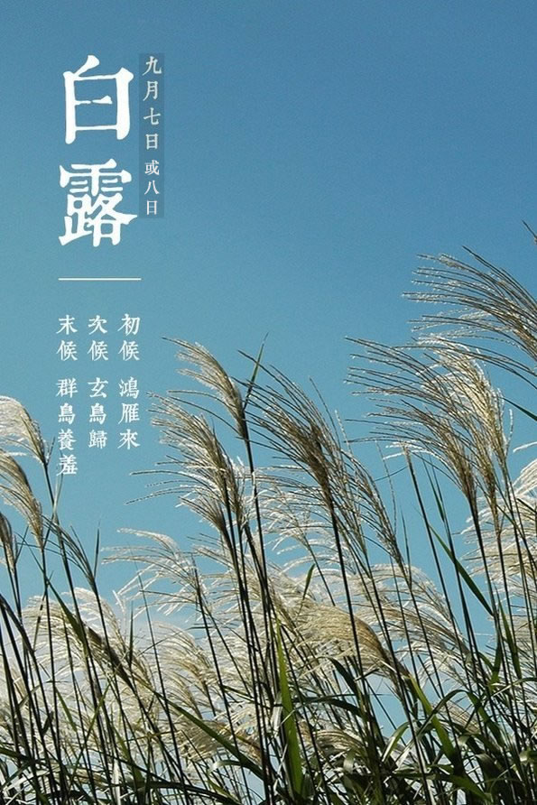 二十四节气白露寓意,二十四节气白露卡通