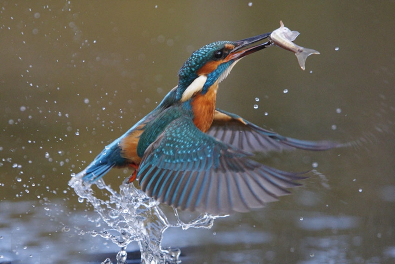 适合野生动物摄影器材,2020最佳旅游相机排行