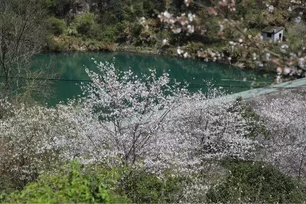 奉化樱花公园,奉化樱花谷