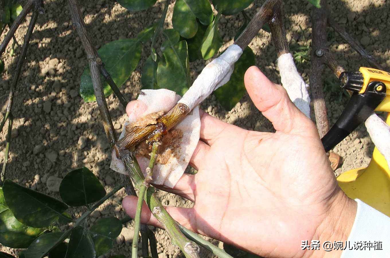 种植大户不愿意透露的生根妙招,种植果树不扎根死苗用什么药