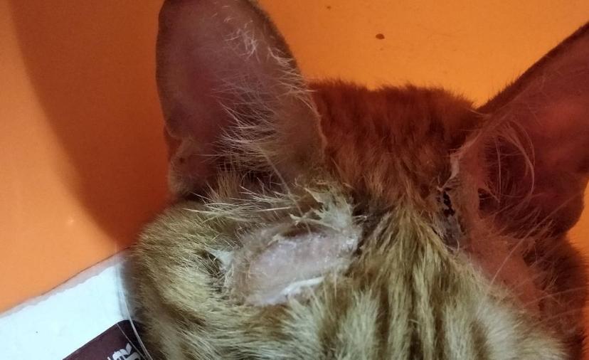 家里养的宠物猫咪需要洗澡吗,猫咪怎么养才不爬床