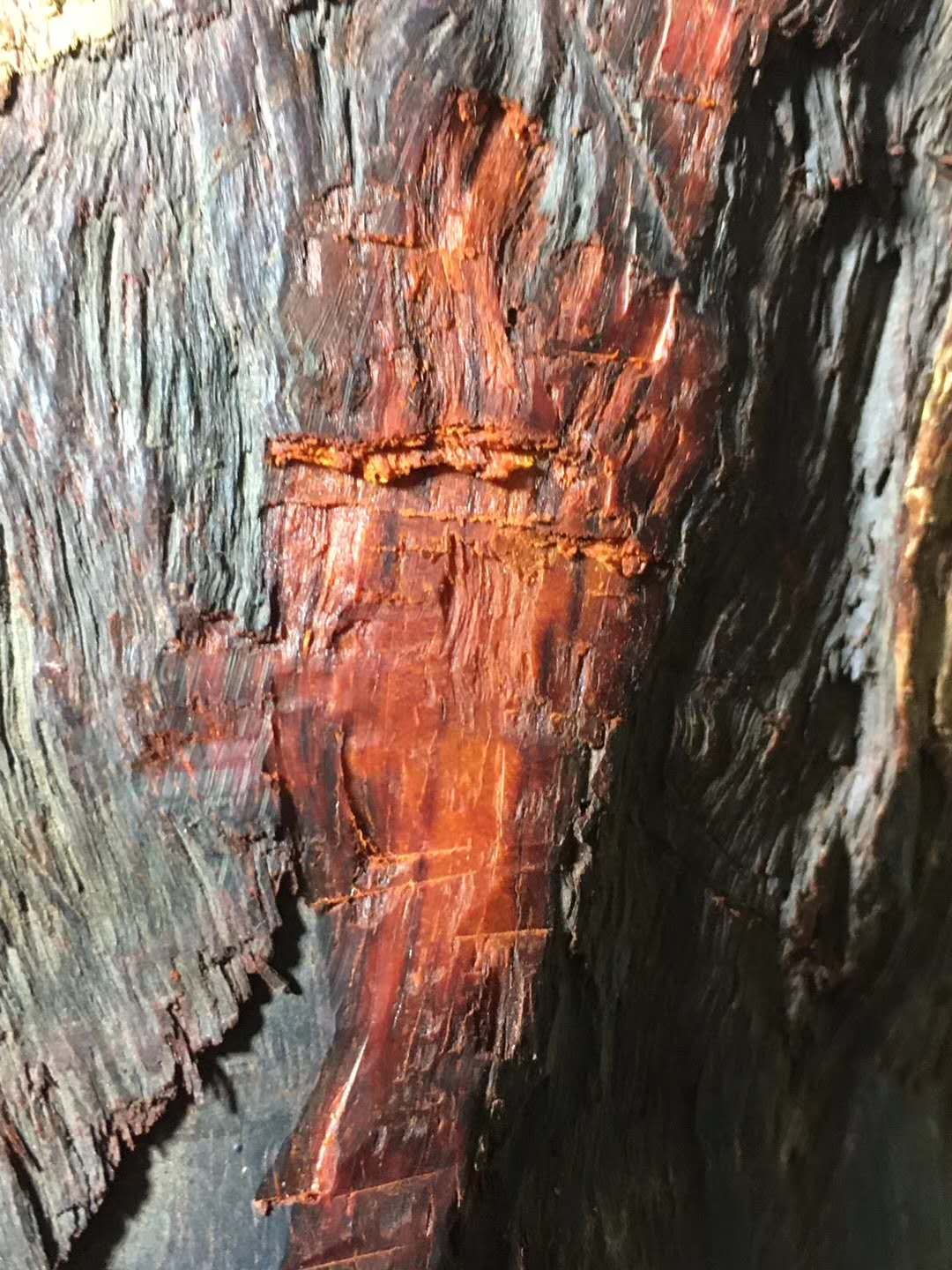 带你认识沉香,带你认识缅甸花梨