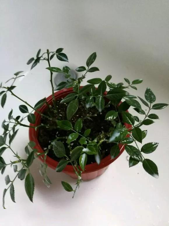 花儿生蜜虫怎么办,花儿生了腻虫怎么办