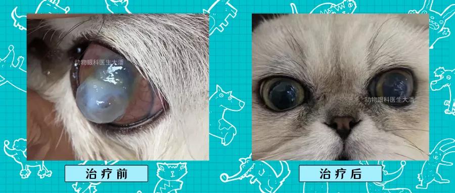 猫咪眼睛化脓怎么回事,猫咪角膜穿孔没钱做手术咋办