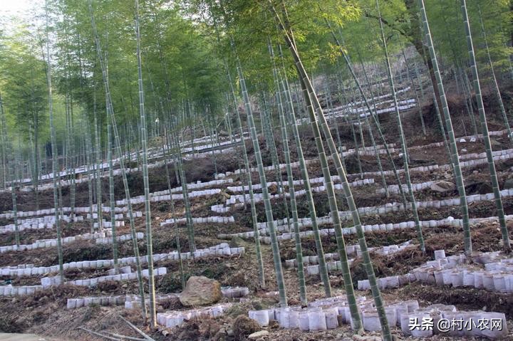 怎么创业做煎饼店铺赚钱,创业小白做山东杂粮煎饼能赚钱吗