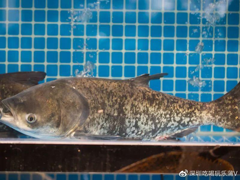 宝安人的顺德饭堂，生蚝用木桶蒸，还加黑松露