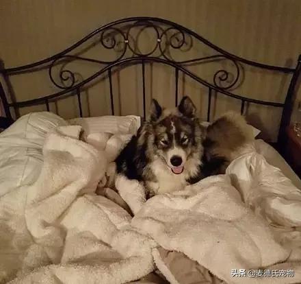 狗中三傻阿拉斯加萨摩耶,哈士奇阿拉斯加萨摩耶是哪里的狗