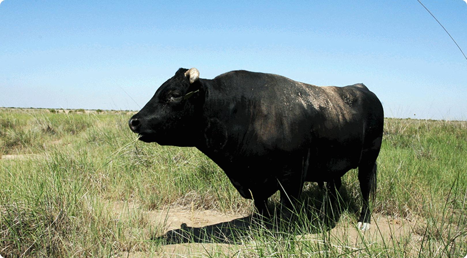 什么品种的牛肉是和牛,顶级和牛与普通牛肉有什么区别