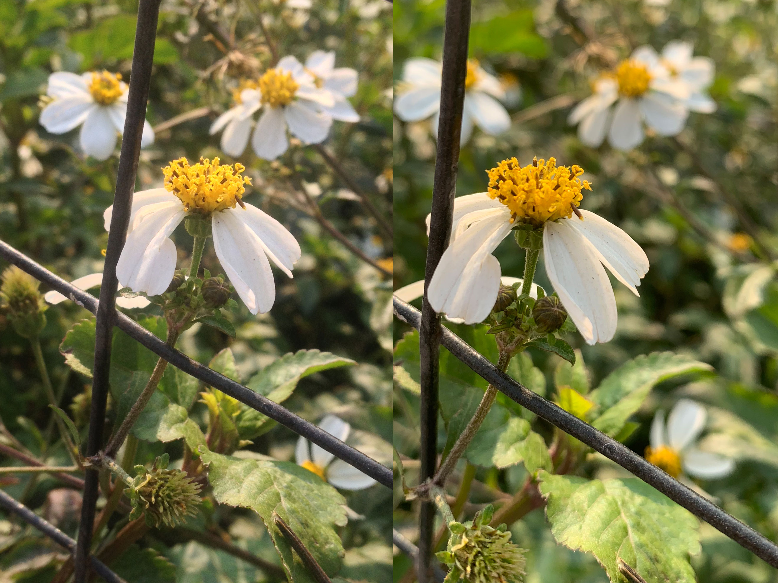 iphone12与iphone12pro拍照对比,十年前的iphone4s依旧很流畅