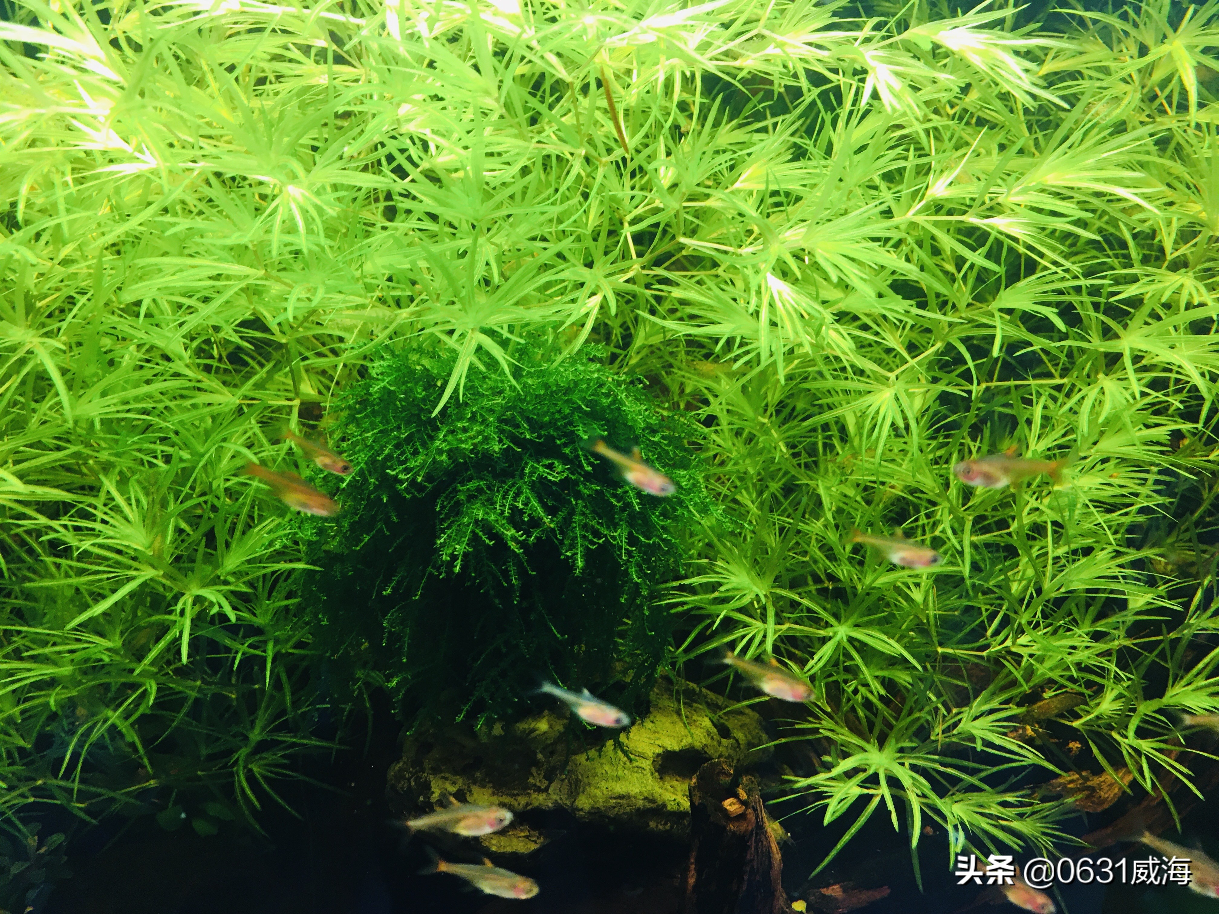 底砂养鱼好吗,底砂种植水草好处