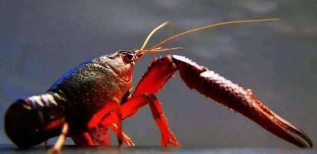 8月24日小龙虾价格播报,6月15号的小龙虾价格是多少