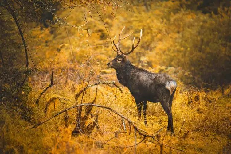 奈良二郎山喇叭河,喇叭河清明