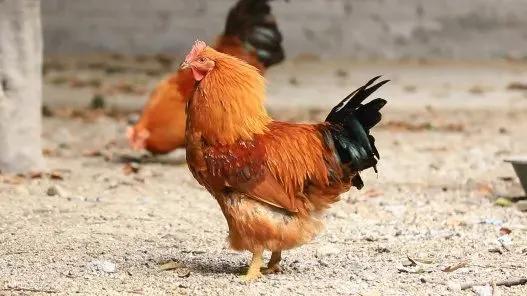 农村劏鸡拜祖宗,广东茂名电白拜神的鸡怎么摆