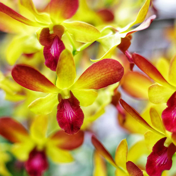 春天开放的十种花介绍,冬季里开花的15种花卉