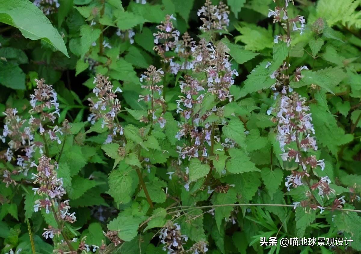超级耐养的植物,极耐盐碱耐高温的植物