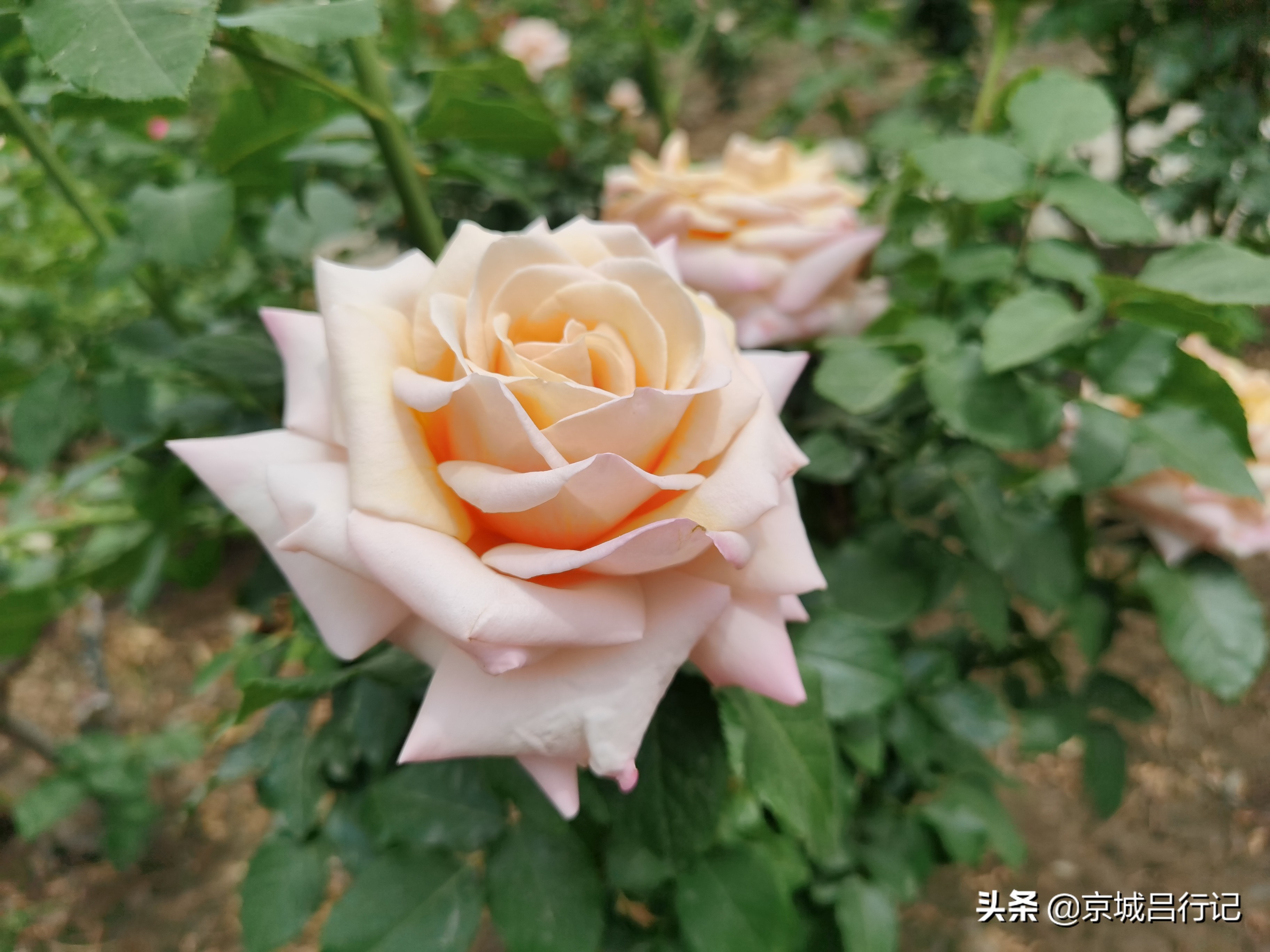 公园拍摄的月季花图片,在公园拍的牡丹花