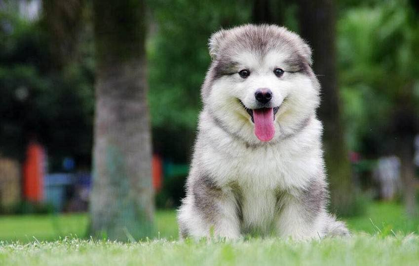 训狗新手教程,新手训狗全套教程阿拉斯加熊版