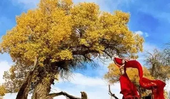 南疆小县城的百年饮料，制作技术堪比茅台，被誉为中国白兰地