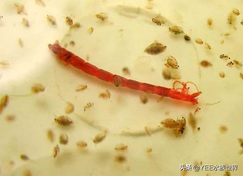 鱼开口喂料注意事项视频,新鱼不吃上浮饲料怎么办