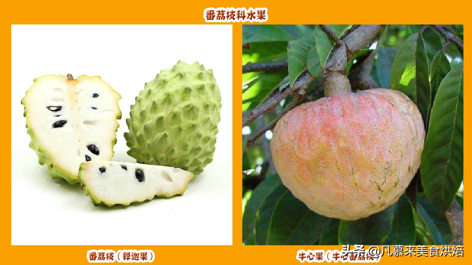 水果百科知识大全水果种类,水果种类大全水果如何分类