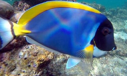 世界上最漂亮的鱼第一名,世界上最漂亮的十大鱼排名