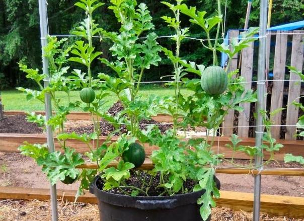 阳台盆栽西瓜如何正确地进行栽种,冬季种植盆栽西瓜小技巧