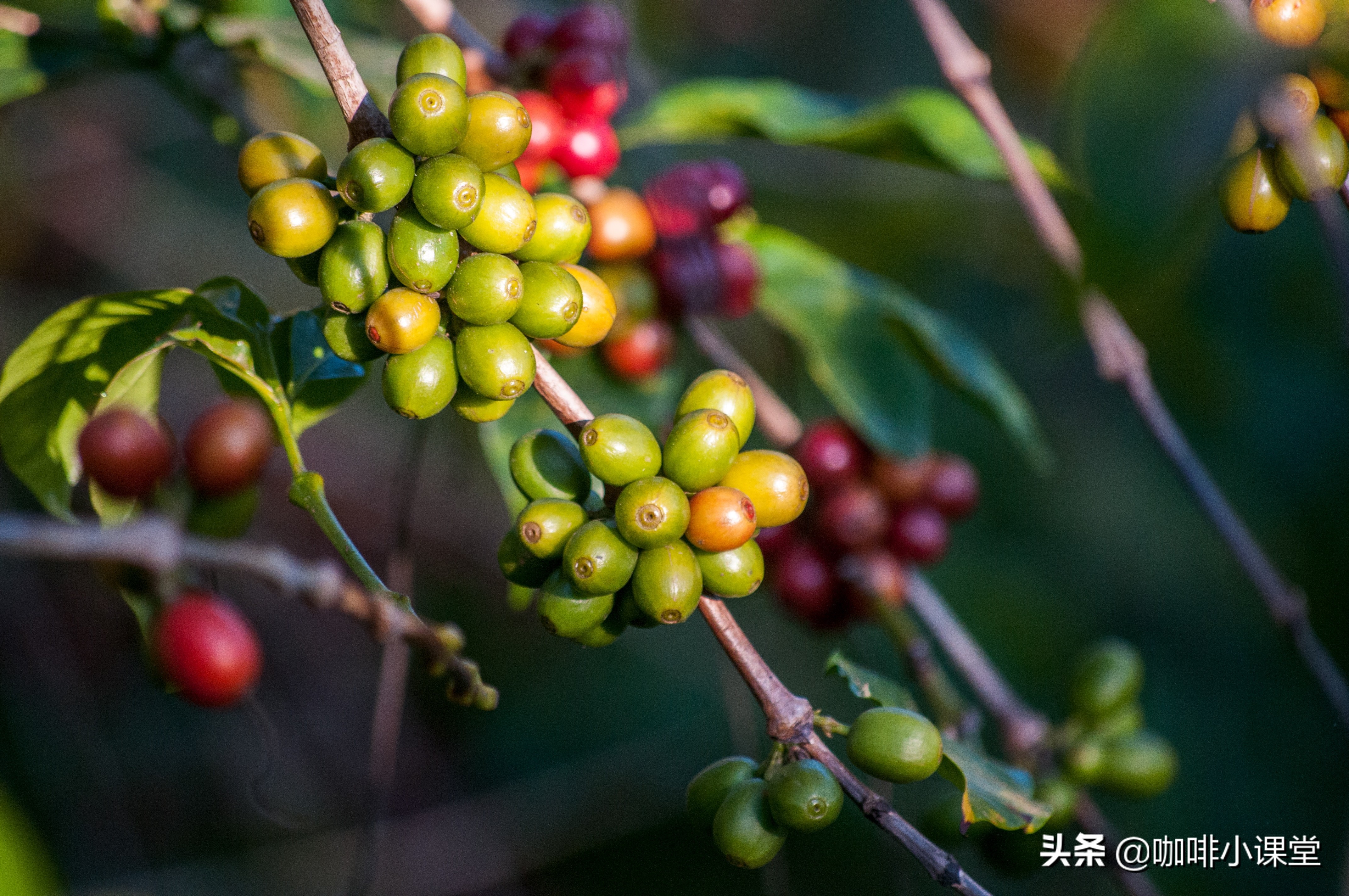 咖啡怎么中和苦味让它不太苦,为什么咖啡的口味有点苦涩
