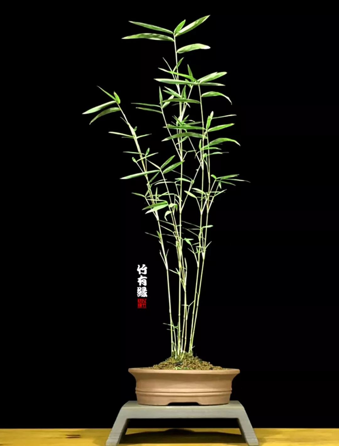 竹子浇水诀窍,竹子浇水的正确方法