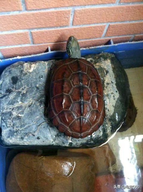 国龟魅力,国龟的韵味美的无法形容