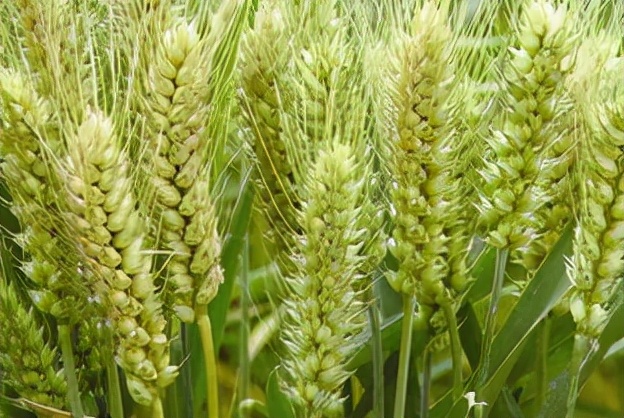 四川小麦新型优质品种,怀川66小麦面粉好吃吗