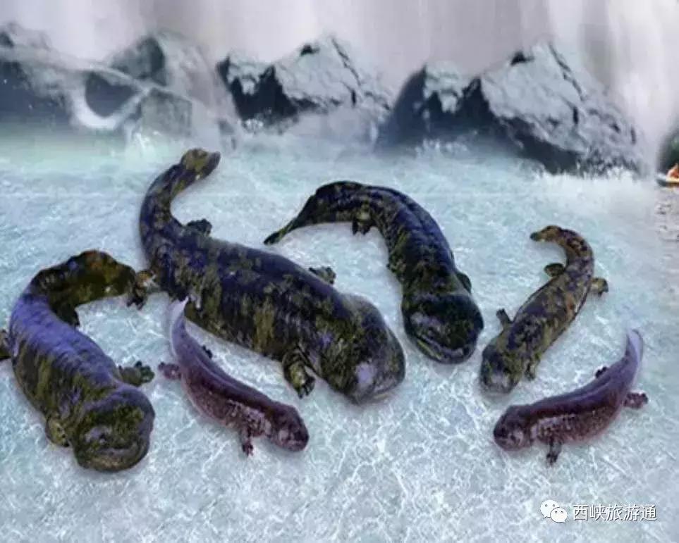 西峡龙潭沟娃娃鱼,西峡哪里做娃娃鱼好吃