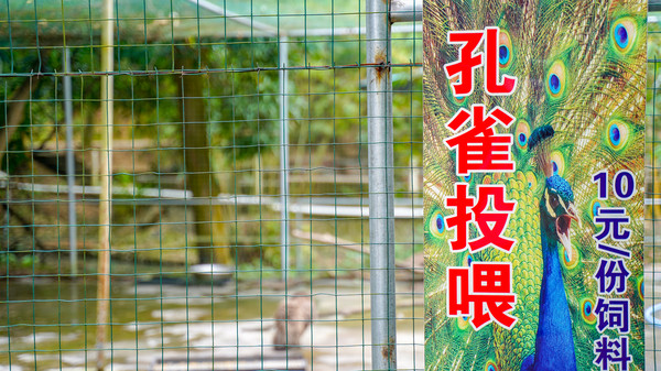 中山五桂山新开一家景区,中山五桂山都有哪些地方好玩的