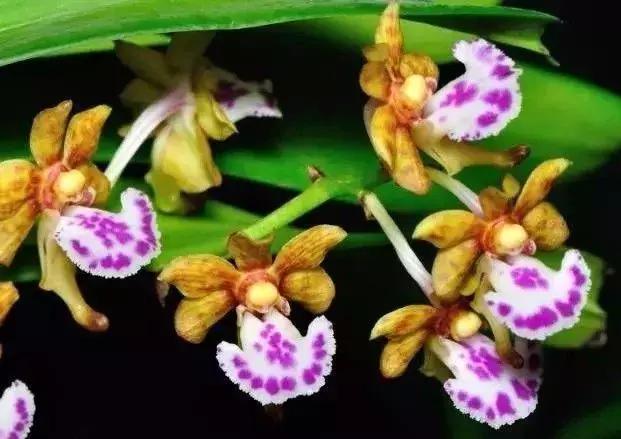 五种最具欣赏价值的兰花,欣赏史上最全的兰花