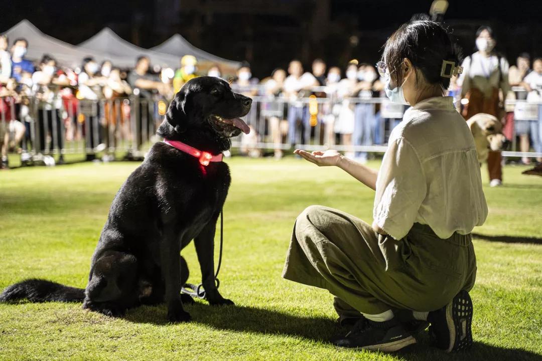 还记得那只C位出道的珠海狗狗么？