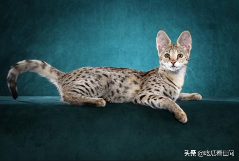 最贵的十种猫波斯猫,行走的人民币布偶猫