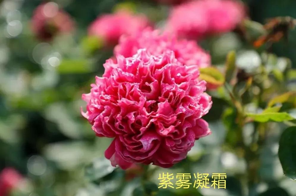 切花火焰月季的优缺点,常见切花月季一览