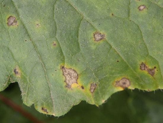 萝卜病害图,萝卜病害怎样治