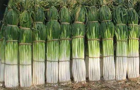 济南几大怪,济南十大怪事件