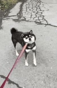 遛完狗，狗狗不愿回家怎么办？